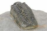 Phacopid (Adrisiops) Trilobite - Chocolate Brown Shell #273440-5